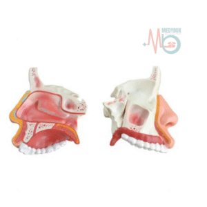 Anatomical Nasal Cavity Human Nose with Internal Structure Part-2.