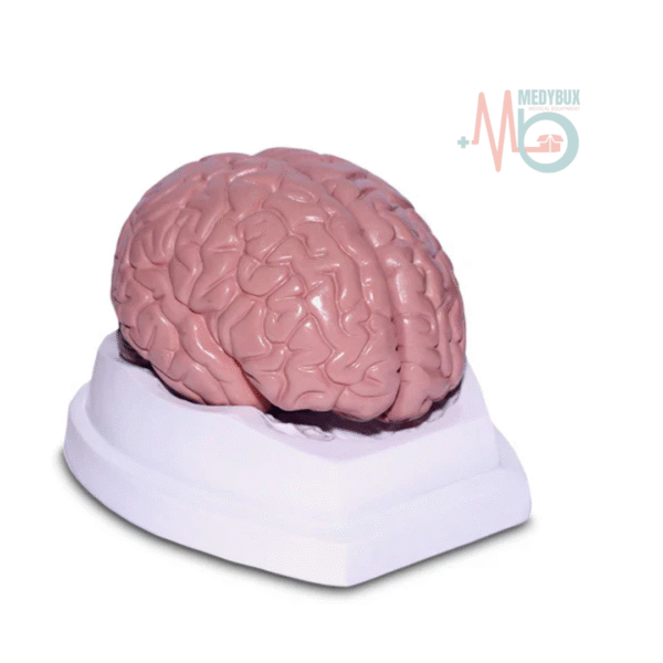 Brain 2 Part Deluxe Model