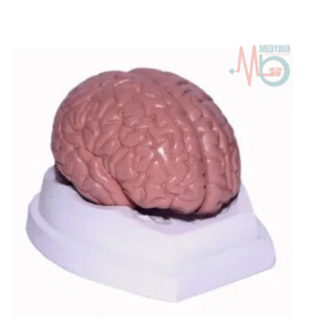 Brain 2 Part Deluxe Model