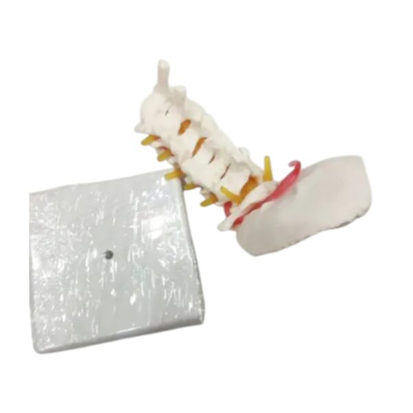 1 / 3 – Cervical Spine -Photoroom (1).jpg