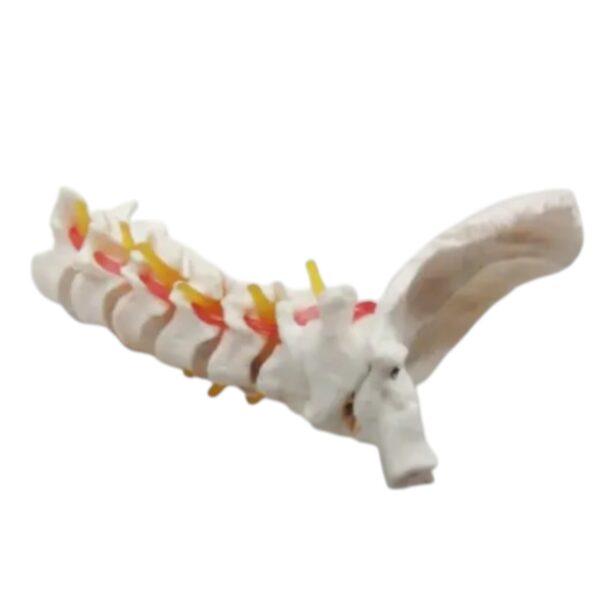 Cervical Spine with Neck Artery and Occipital Bone Model - Image 2