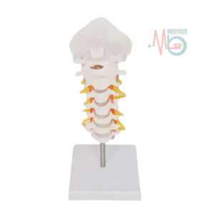 1 / 3 – Cervical Spine -Photoroom (1).jpg