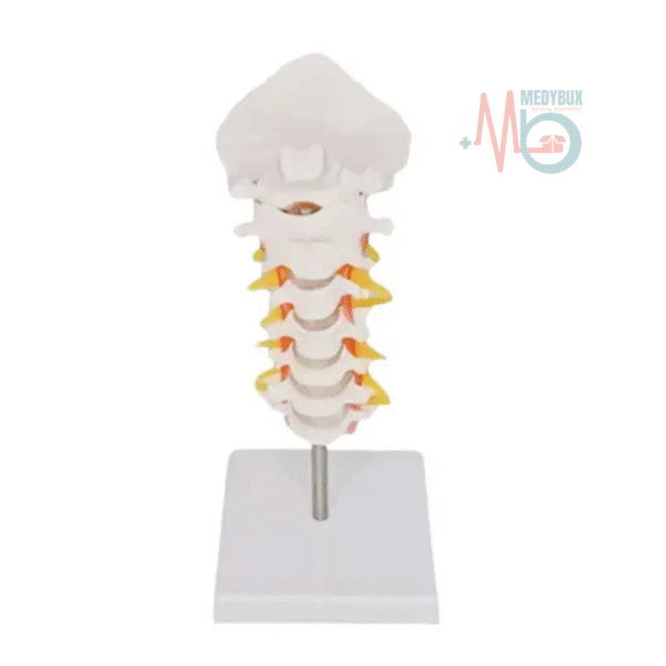 1 / 3 – Cervical Spine -Photoroom (1).jpg