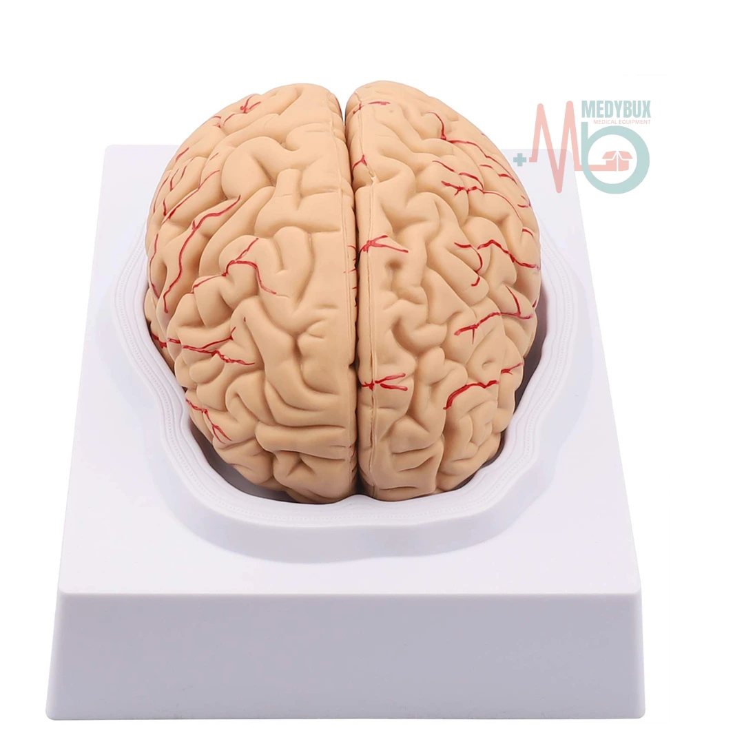 Human Brain Model 8 Parts Life-Size Deluxe - Image 2