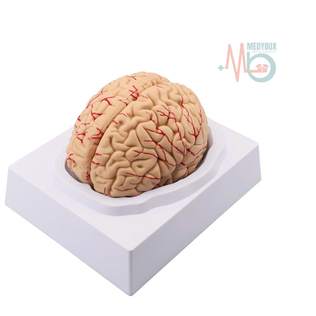 Deluxe-Brain-Model-8-Parts.webp