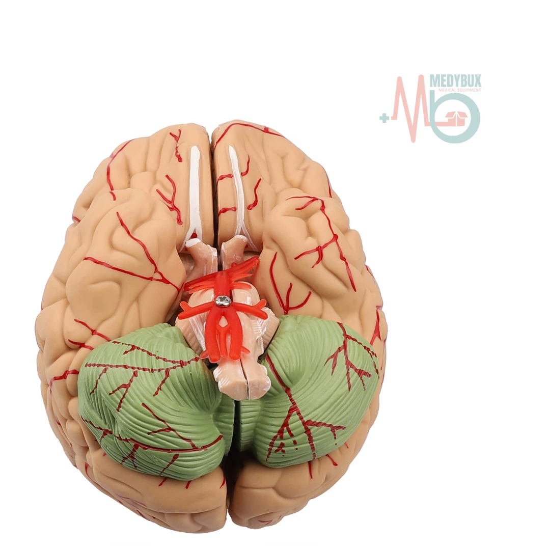 Human Brain Model 8 Parts Life-Size Deluxe - Image 5