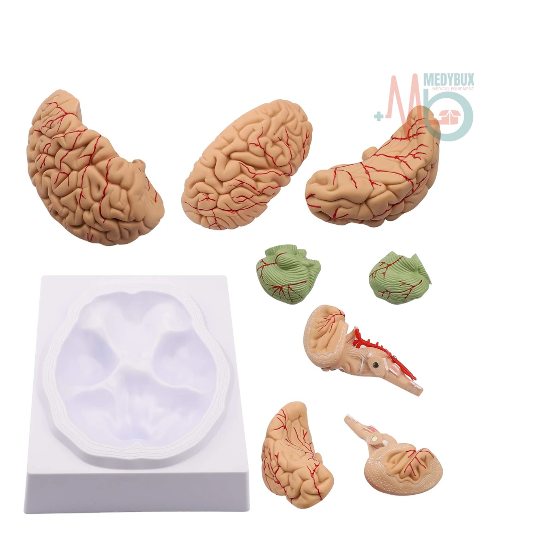 Human Brain Model 8 Parts Life-Size Deluxe - Image 4
