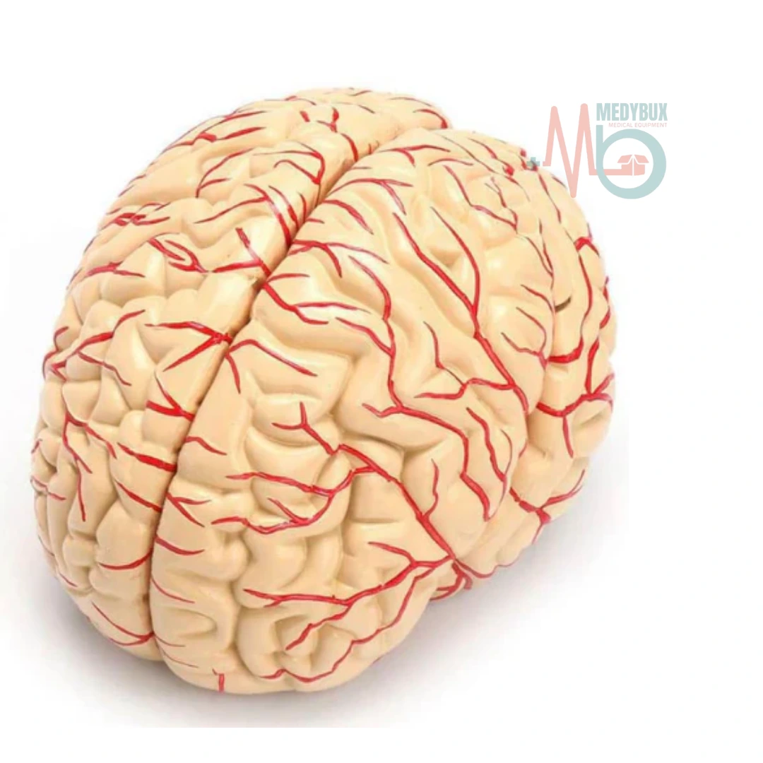 Deluxe-Brain-Model-8-Parts.webp