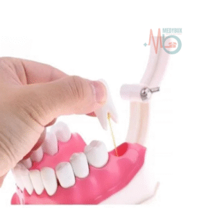 Dental Care Model For Patient Education