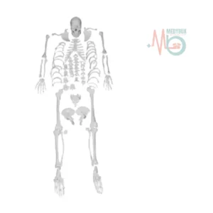 Polymerised Rubber Disarticulated Human Skeleton Bilateral 200 Bones for Medical Students