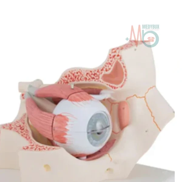 Eye and Orbit Anatomical Model  - Image 2