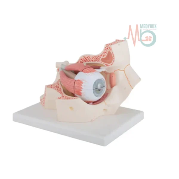 Eye-with-Orbit-Model.webp