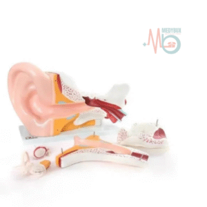 1 / 1 – Giant Ear Model Delux Model.png