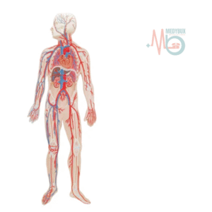 Human-Circulatory-System-Model.png