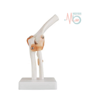 Human Elbow Joint Model With Ligaments for Flexible Movement