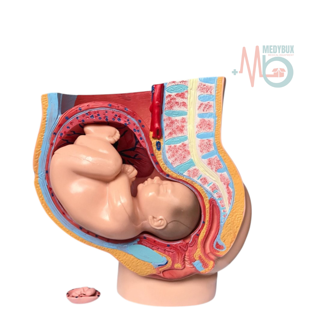 Human Female Pelvic Section Pregnancy Anatomical Model Life Size - Image 3