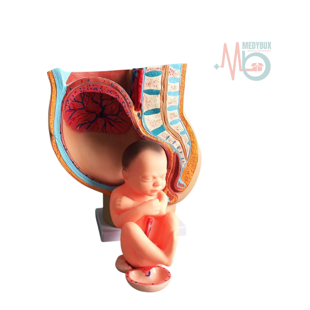 Human Female Pelvic Section Pregnancy Anatomical Model Life Size - Image 4