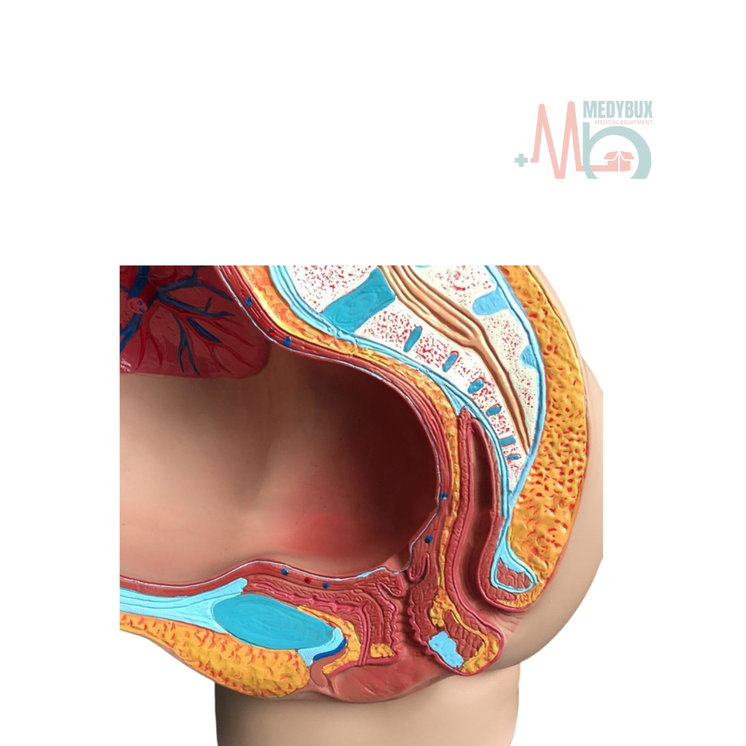 1 / 6 – Human Female Pelvic Section Pregnancy Anatomical Model Life Size (3).png