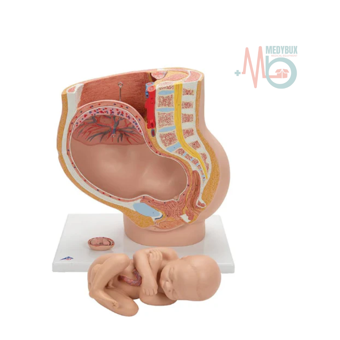1 / 6 – Human Female Pelvic Section Pregnancy Anatomical Model Life Size (3).png