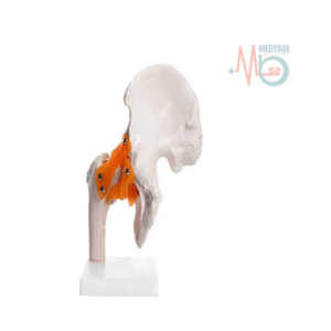 1 / 1 – Human Hip Joint Model With Ligaments Scientific Life Size with Premium Display Base.png