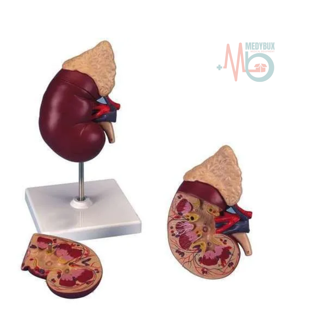 1 / 2 – Human Kidney Model Delux (1).png