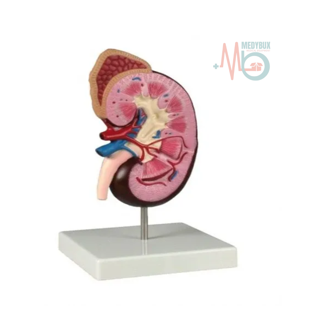 1 / 2 – Human Kidney Model Delux (1).png