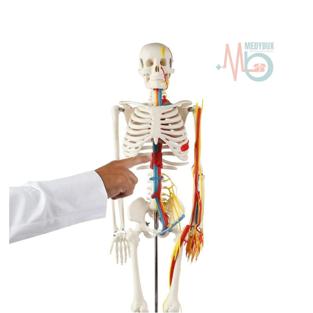 Human Skeleton 85 Cm with Nerves and Blood Vessels Plastic Base - Image 3