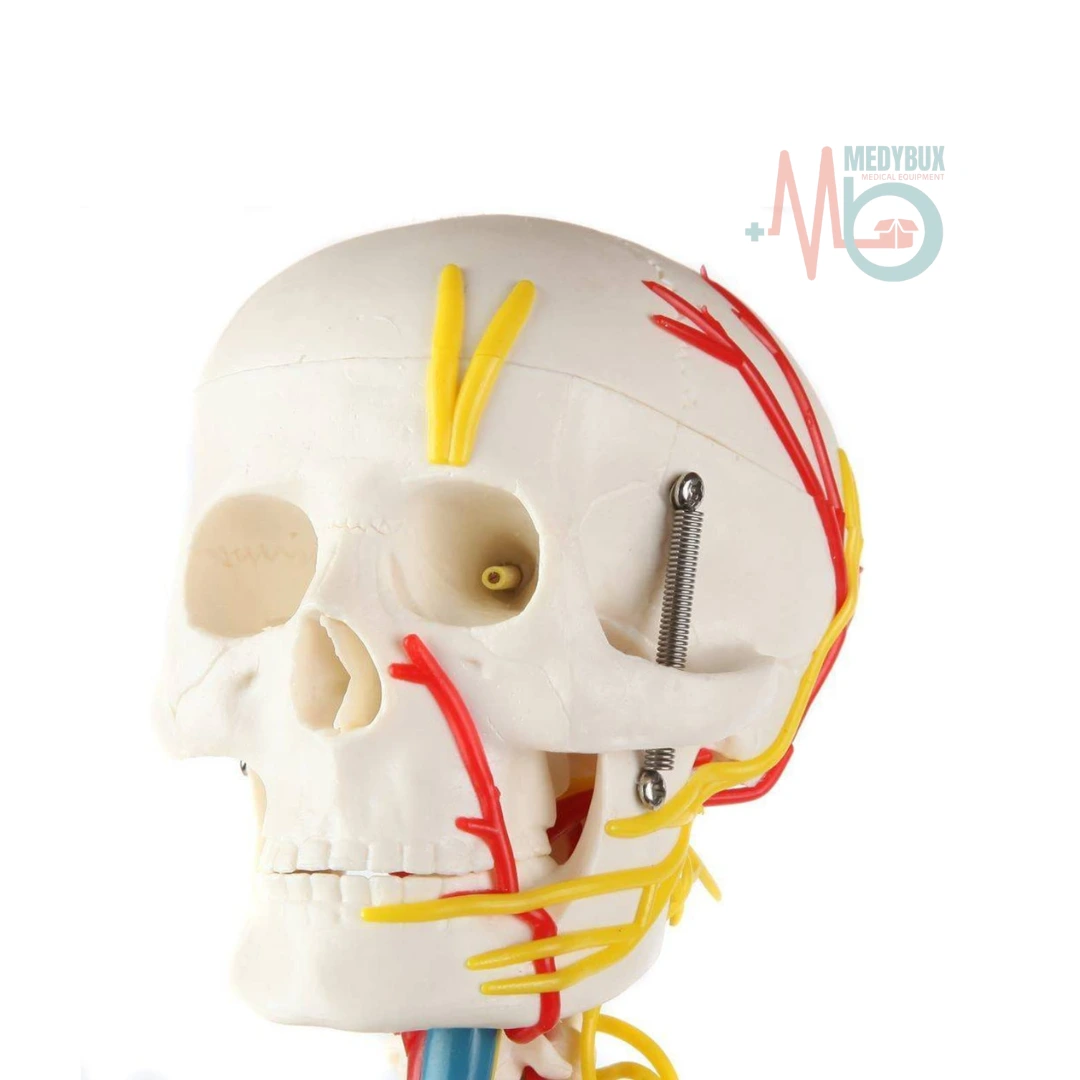 Human Skeleton 85 Cm with Nerves and Blood Vessels Plastic Base - Image 4