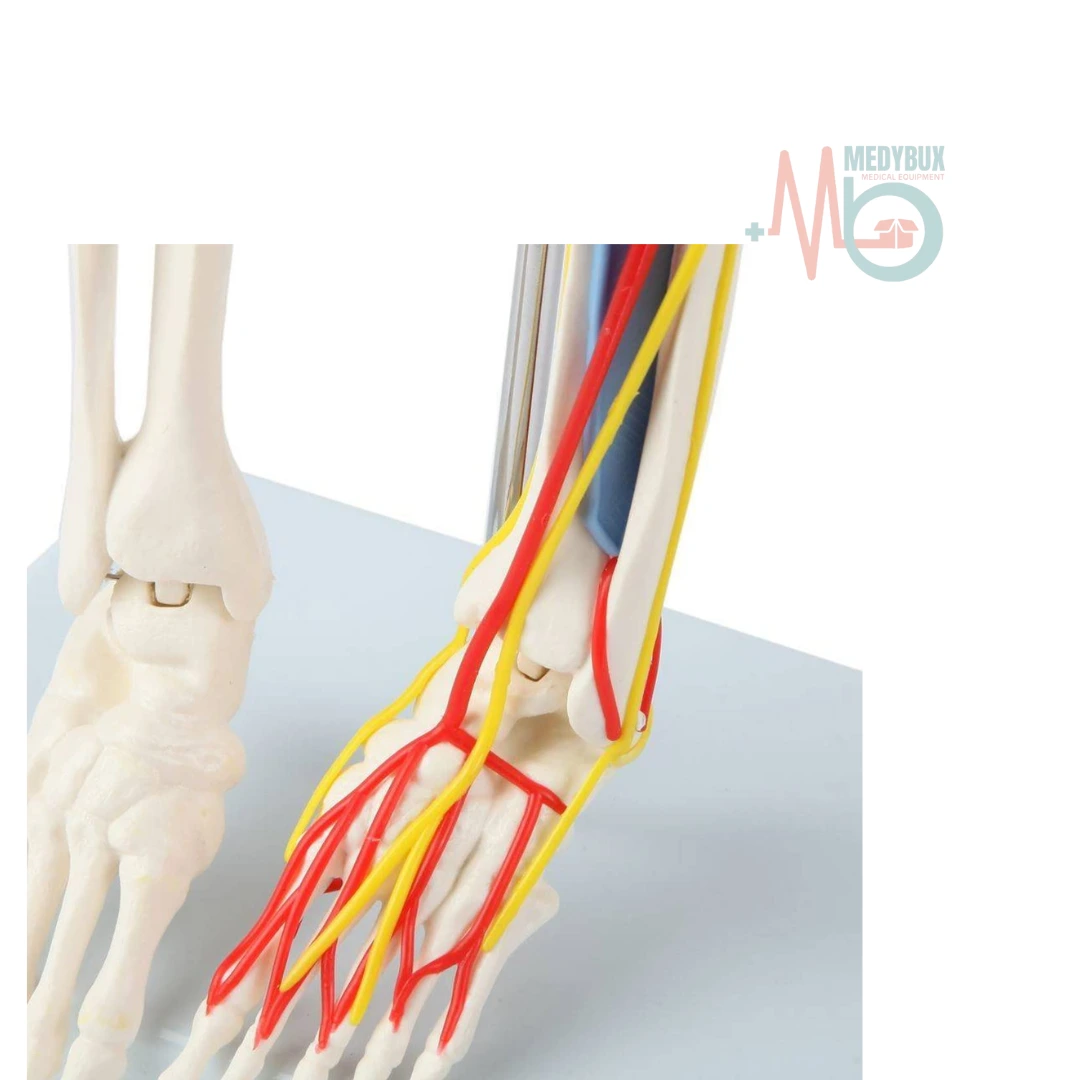 Human Skeleton 85 Cm with Nerves and Blood Vessels Plastic Base - Image 5