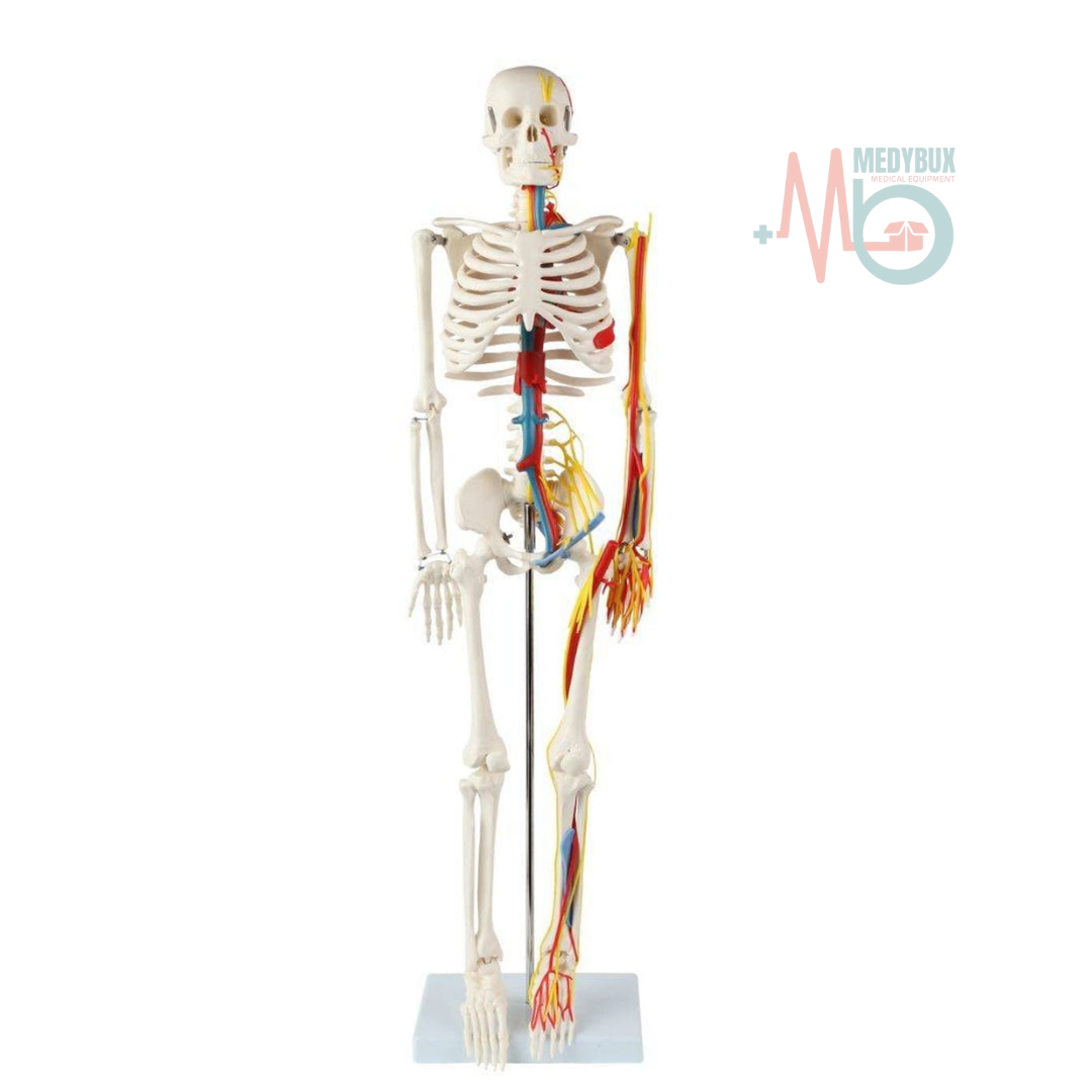 1 / 1 – Human Skeleton 85 Cm with Nerves and Blood Vessels (7).png