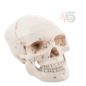 Human Skull Model