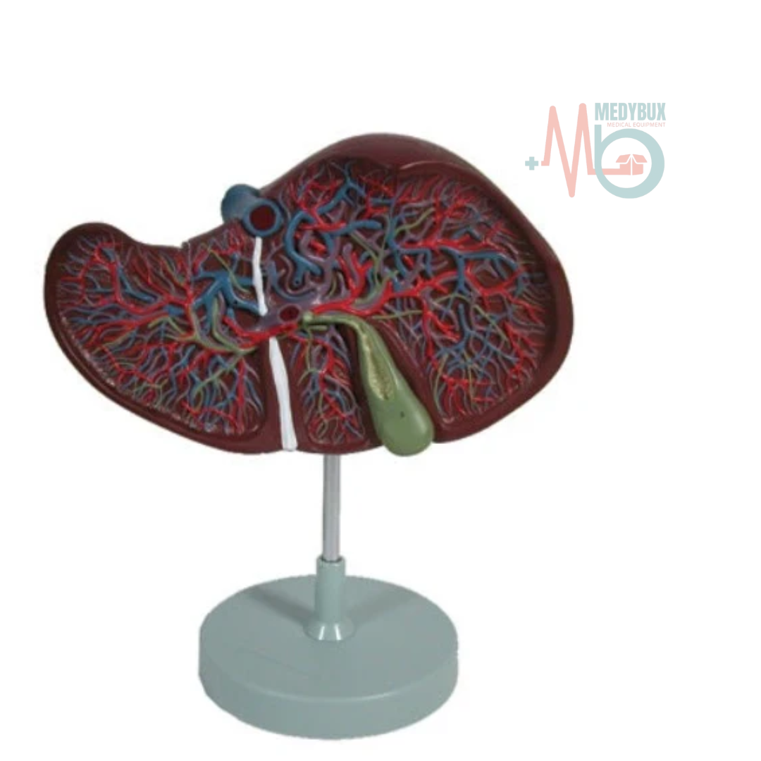 1 / 1 – Liver Premium Model Delux .png