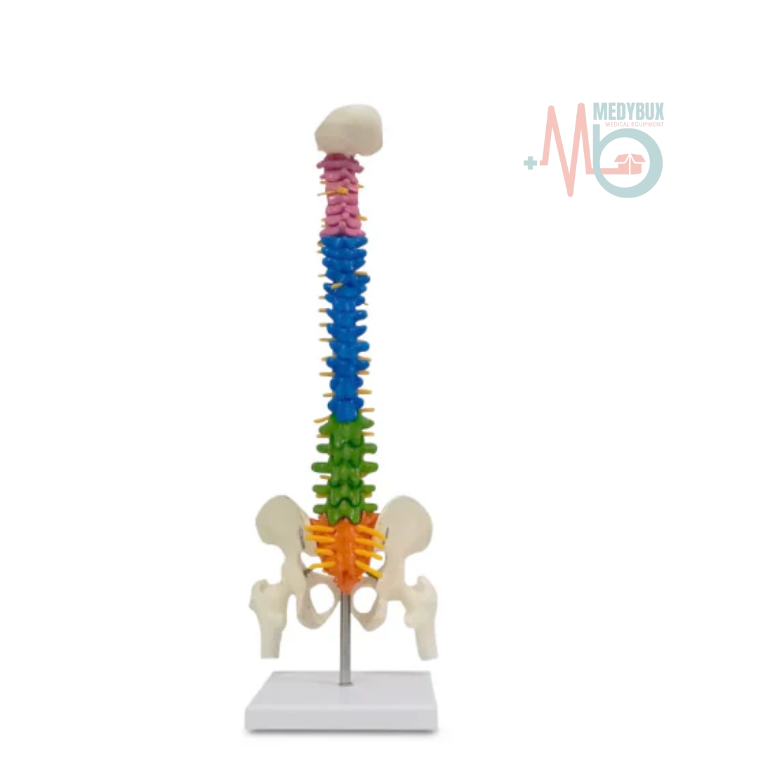 1 / 1 – Mini Coloured Spine .png