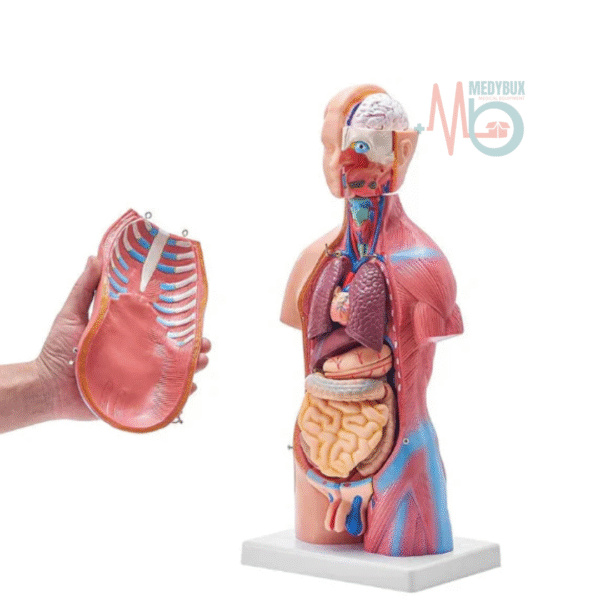 Mini Human Torso Anatomical Model – 50cm Medical Science Body Model - Image 2