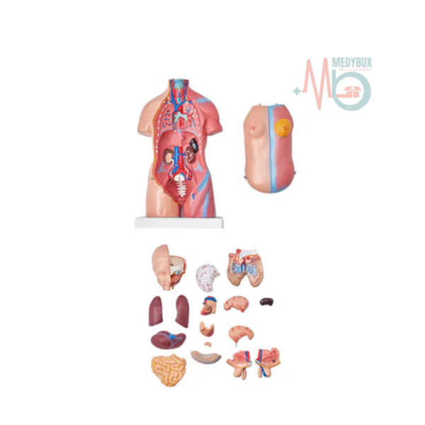 Mini Human Torso Anatomical Model – 50cm Medical Science Body Model - Image 3