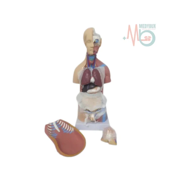 Mini Human Torso Anatomical Model – 50cm Medical Science Body Model - Image 6