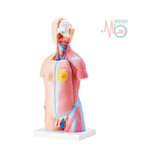 Mini-Human-Torso-Anatomical-Model-–-50cm-Medical-Science-Body-Model.png