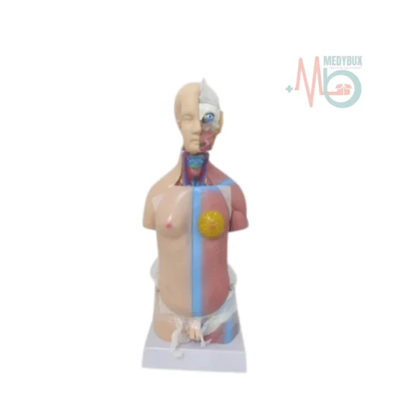 Mini Human Torso Anatomical Model – 50cm Medical Science Body Model - Image 5
