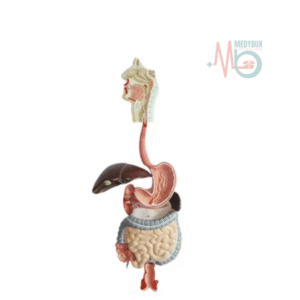 1 / 2 – Natural Digestive System Model (1).png