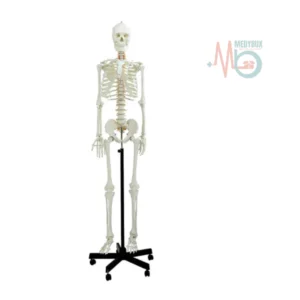 Natural-Life-Size-Skeleton-180-Cm-Tall.webp