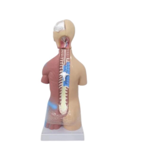 Mini Human Torso Anatomical Model – 50cm Medical Science Body Model - Image 4