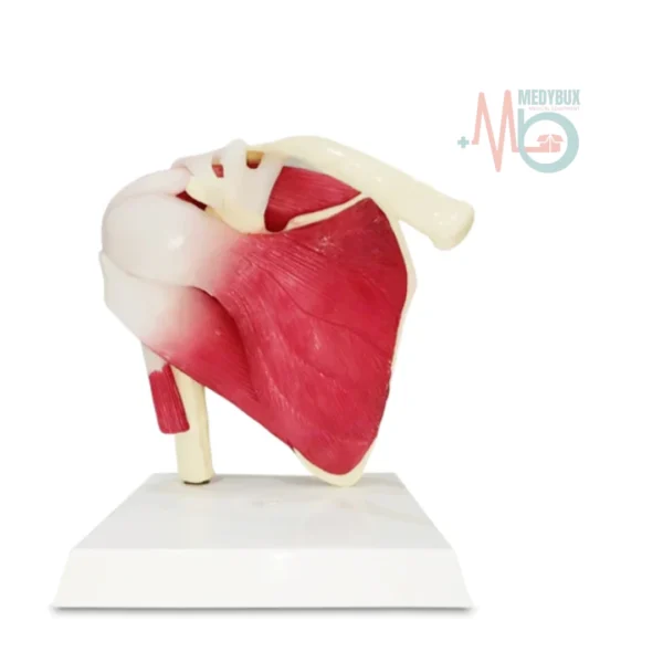 Shoulder-Joint-With-Muscles-Model-Life-Size-PVC-for-Doctors-and-Students-.webp