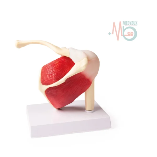 Shoulder Joint With Muscles Model, Life Size PVC for Doctors and Students  - Image 2