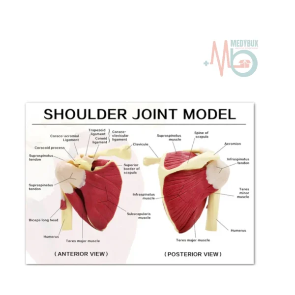 Shoulder-Joint-With-Muscles-Model-Life-Size-PVC-for-Doctors-and-Students-.webp