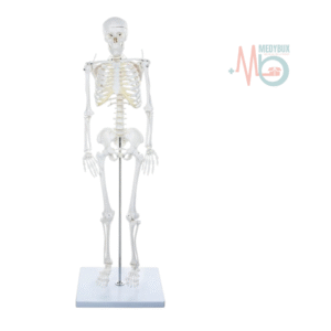 PVC Skeleton Medium Size 85 Cms