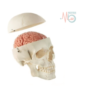 1 / 1 – Skull Model With 8 Part Brain.png