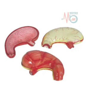 Stomach-Anatomy-Structure-Model-Delux-Quality.png